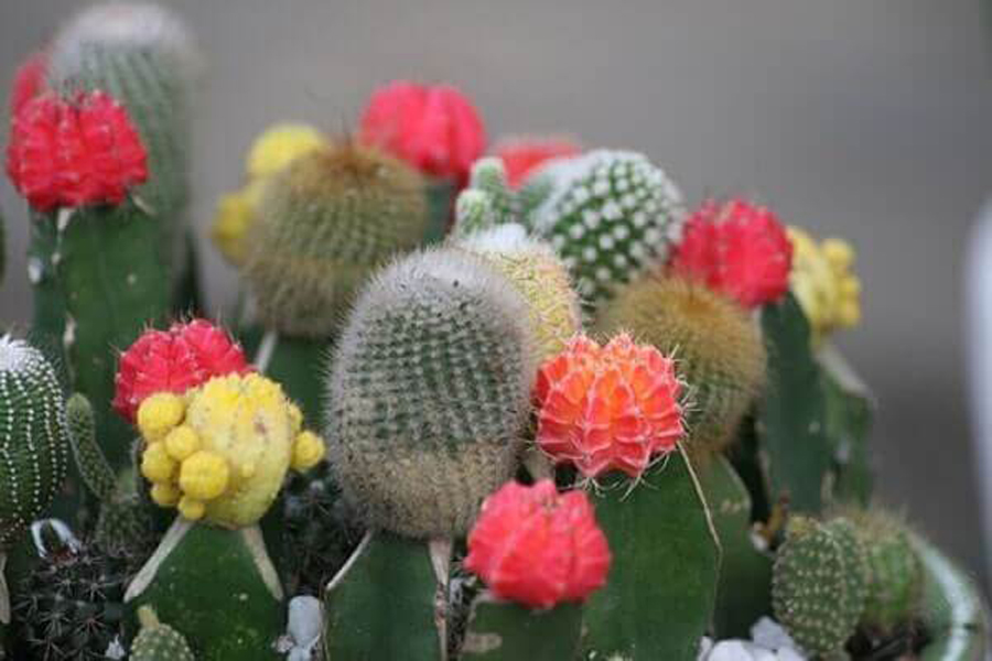 cay-xuong-rong-tuoi-canh-tuat-4