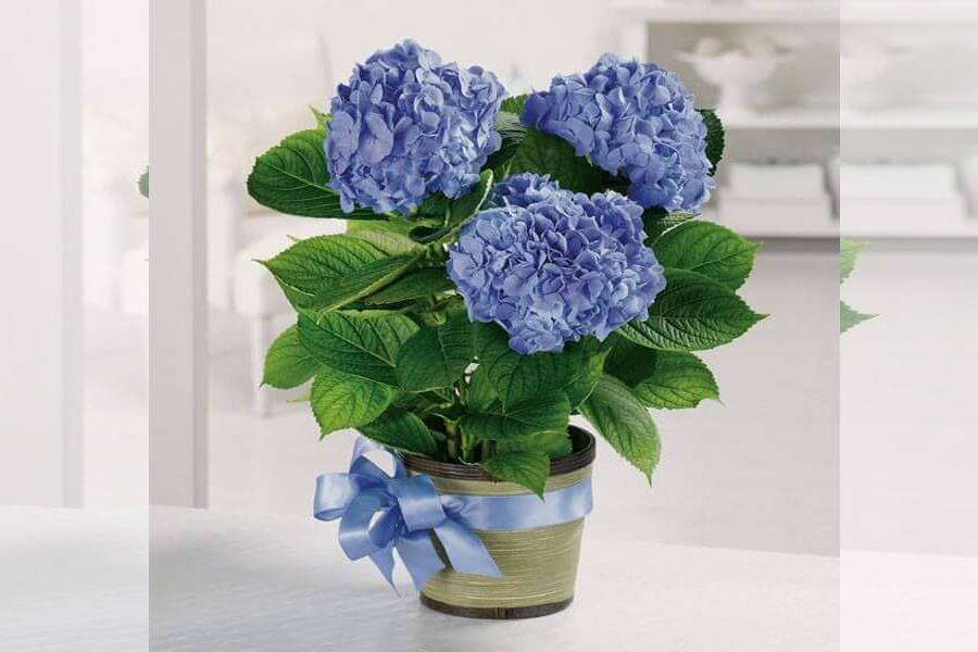 hoa-cam-tu-cau-tuoi-binh-than-1