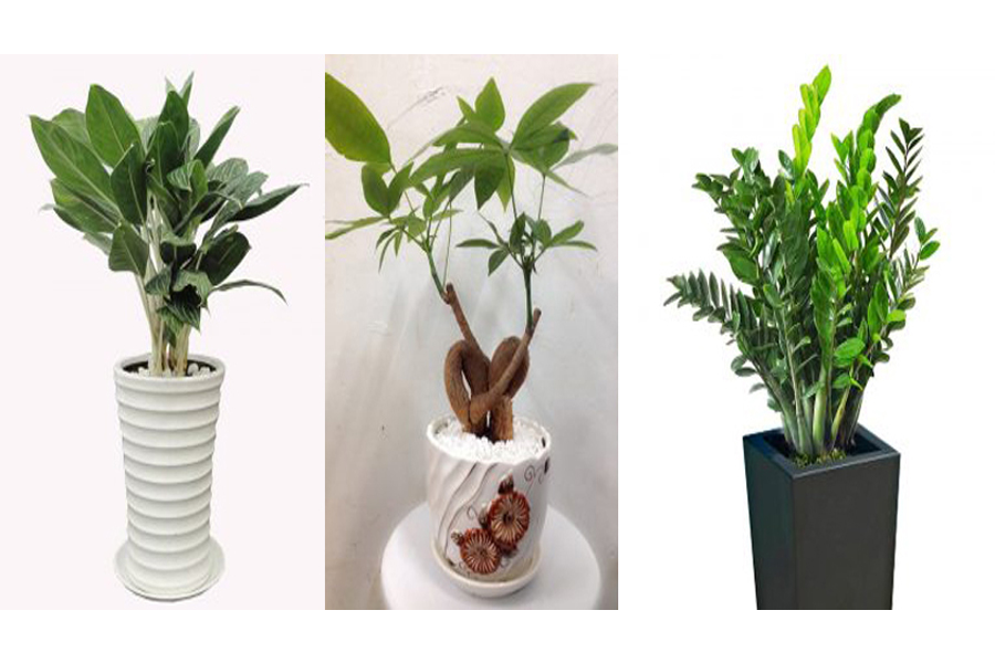 nhung-mau-cay-canh-hop-tuoi-ky-suu-1