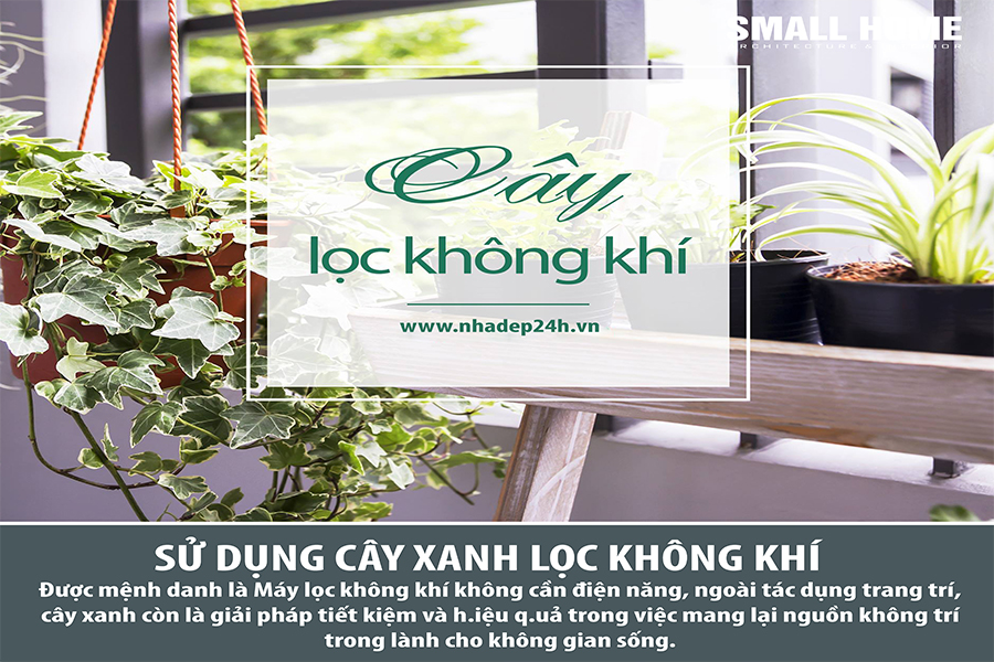 sử dụng cây xanh lọc không khí
