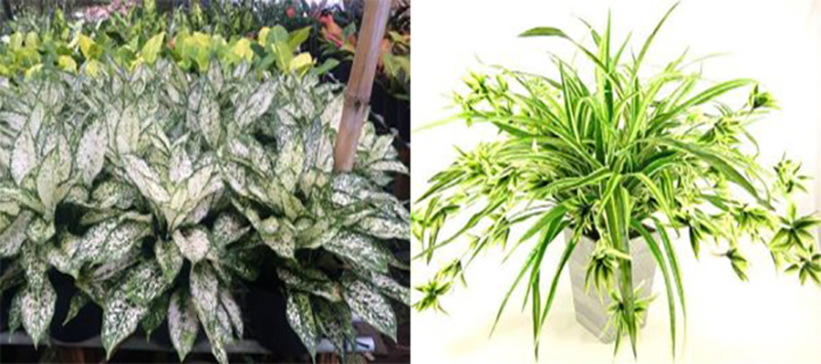 tuoi-at-suu-hop-cay-gi-5