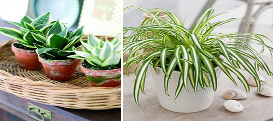 tuoi-dinh-suu-hop-cay-gi-6