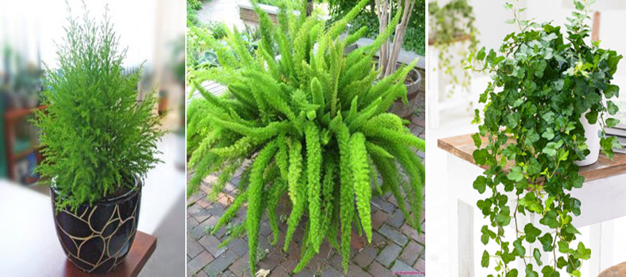 tuoi-quy-suu-hop-cay-gi-4